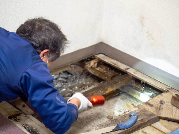 Best Mold Removal Company Near Me  in Valley Hill, NC