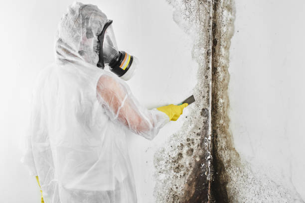 Mold Removal Process in Valley Hill, NC