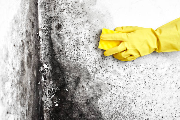 Best Mold Damage Repair  in Valley Hill, NC