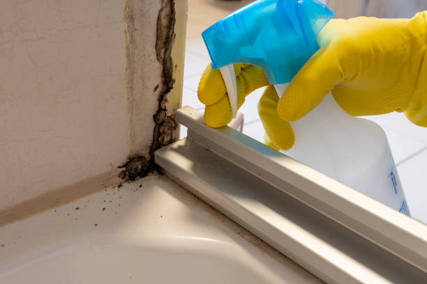 Best Black Mold Removal  in Valley Hill, NC