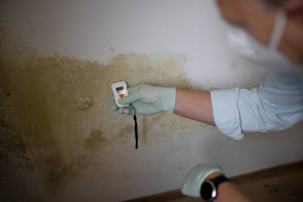 Mold Removal and Inspection in Valley Hill, NC