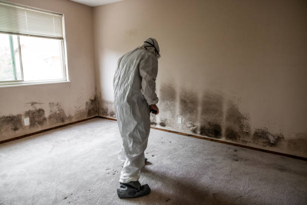 Best Local Mold Removal Service  in Valley Hill, NC