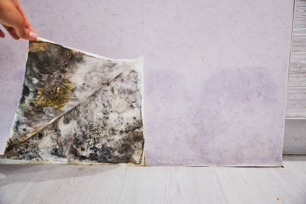 Best Commercial Mold Removal  in Valley Hill, NC